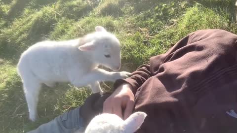 Cute Lambs Needs Attention