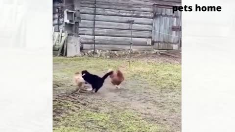 Funny Animal's Video