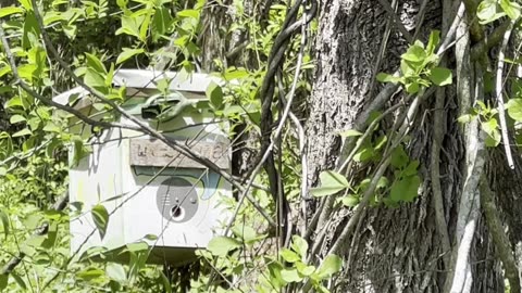 One Minute Update on Yesterday's Walnut Tree Swarm! Where are they going?!