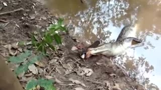 Alligator VS Electric Eel