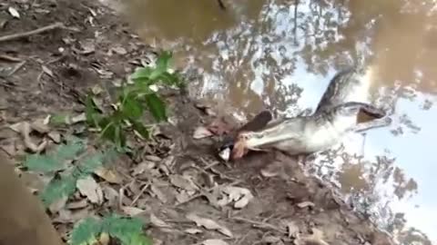 Alligator VS Electric Eel