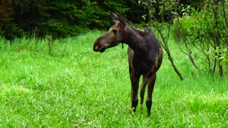 Roadside Moose