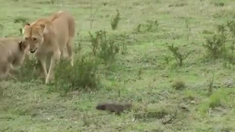 Nature lion encounter a mongoose