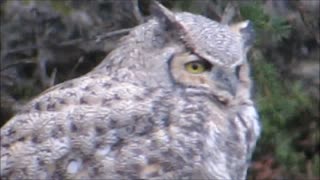 Great Horned owl in Yellowstone park