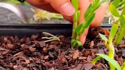 Techniques To Grow Beautiful Chrysanthemum & Dendrobium