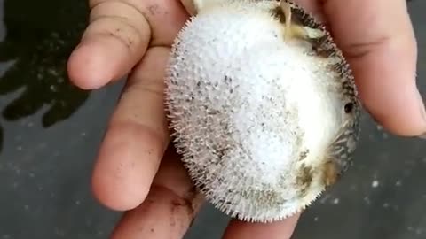 The puffer fish swells up like a balloon when touched