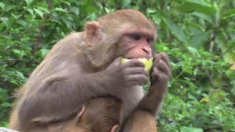 monkey eating fruit in the wild