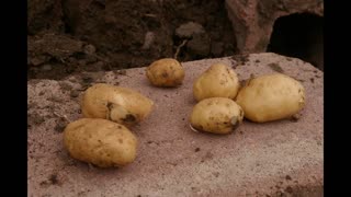 Potato Domestication