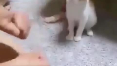 Cute Cat Reaction Seeing Magic Trick