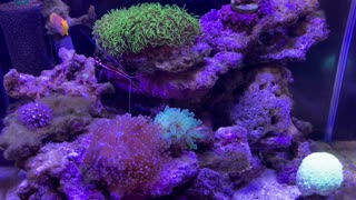 coral tank20230216