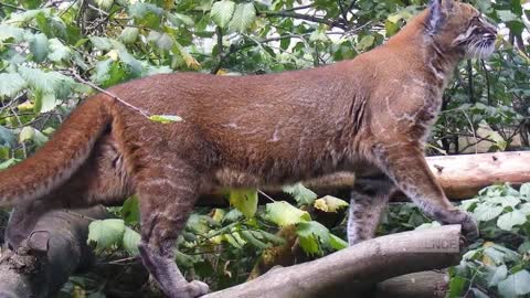 MENYEDIHKAN! 6 Jenis Kucing Hutan Asli Indonesia yang Populasinya Terancam Punah