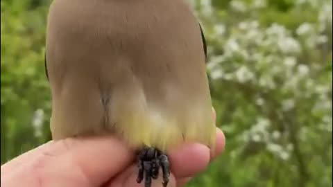 Cedar Waxwing Identification, All About of