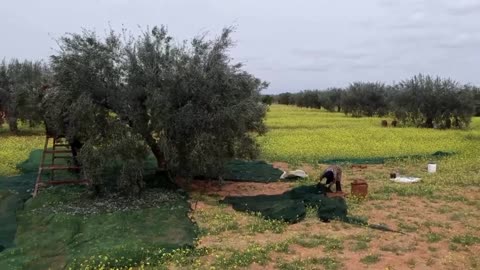 Tunisia's olive oil exporters decry missed opportunities