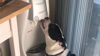 Dog loves drinking out of water cooler