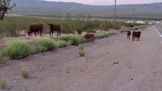 Cows cross the road