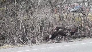 Two turkeys fighting.
