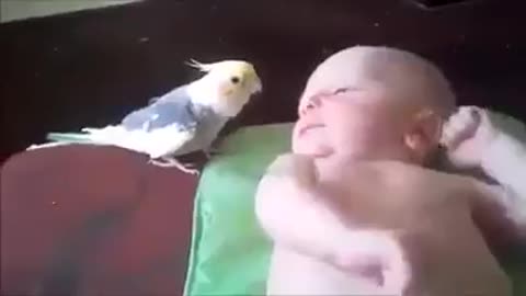 Cocktail bird sings to a newborn baby