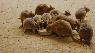 Hungry Kangaroo Babies Eats Raw Material Food