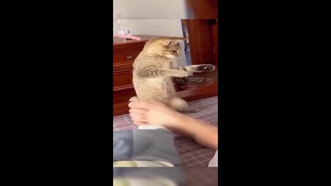 cute and funny animal moments that make you'r day