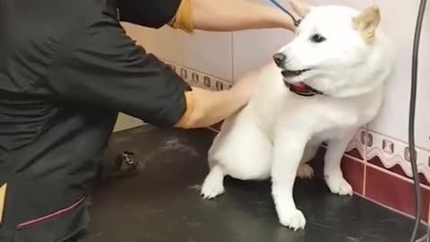Groomer Calms Angry Dog Patiently