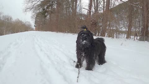 Snow terrier dog playing in cold weather