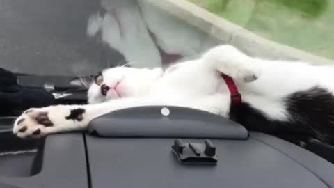Cat "Plays Dead" During Ride In The Car