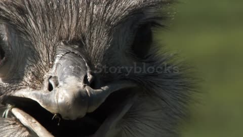 ostrich close up