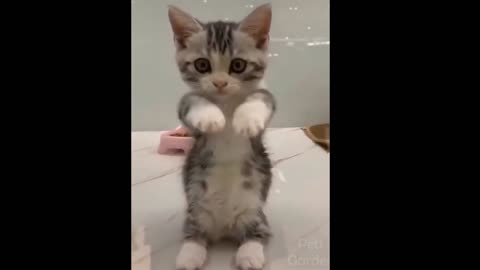 Funny and Cute Cat's