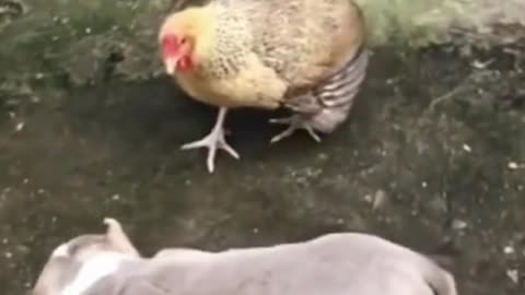 Chicken VS Dog Fight Joss Comedy Short Videos