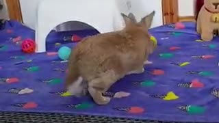 A video that's sure to make u smile 🤗🐰😍😊