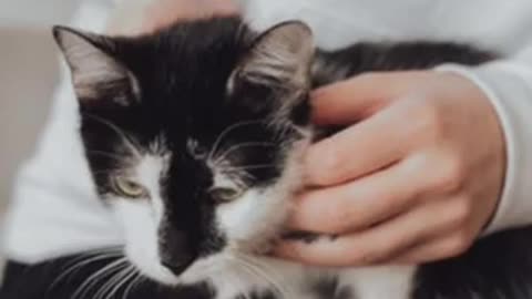 The Ultimate Viral Cat Video