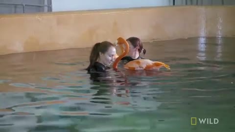 Flamingos Get Hydrotherapy | Secrets of the Zoo