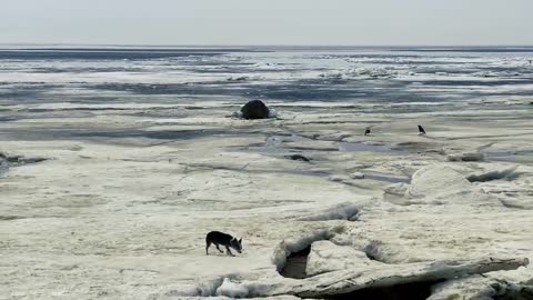 The last one to leave the DESAND ISLAND Challenge! Pets found an SPC slide on a desert island