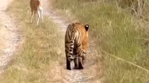 Tiger Attack Deer Cubs.