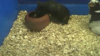 Black and brown guinea pig drinking water, was thirsty [Nature & Animals]