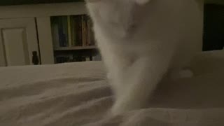 Cat attacks foot
