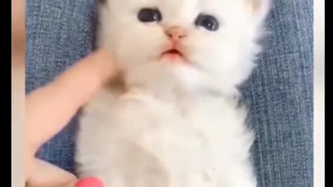 These funny kitten and cat make your day!