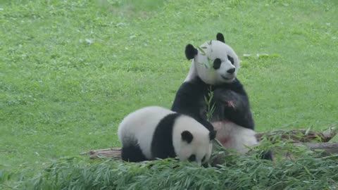 Cute Panda cub - Preschool