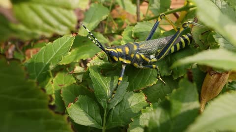 Aularches miliaris is a monotypic grasshopper species of the genus Aularches
