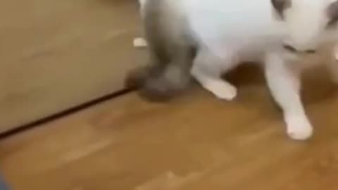 Funny play cat end dog