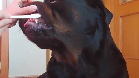 Brushing Dog Teeth For The First Time