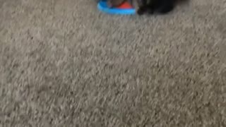 Yorkie playing with blue frisbee