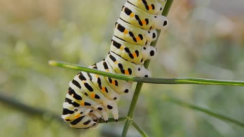 Beautiful caterpillar