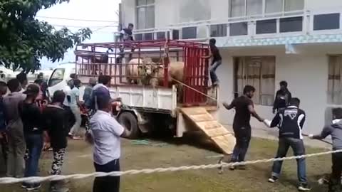 Cow got angry and attack on every thing