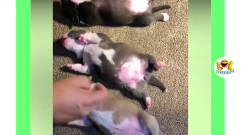 What will these cutest puppies do?