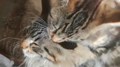 mainecoons