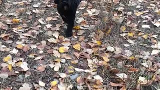 Slowmo black dog runs towards camera on dirt road