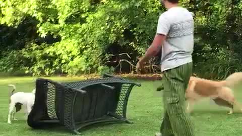 White dog flips black lawn chair