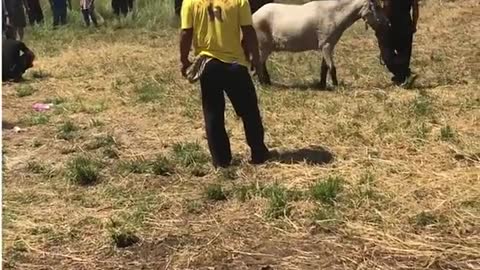 Tow Wonderful Horse Fighting video
