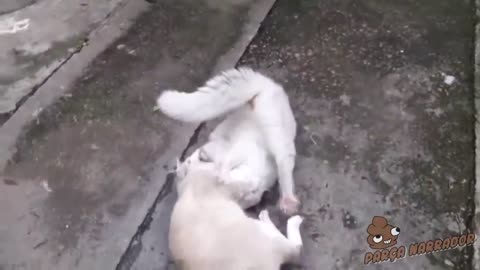 brazilian cat fights